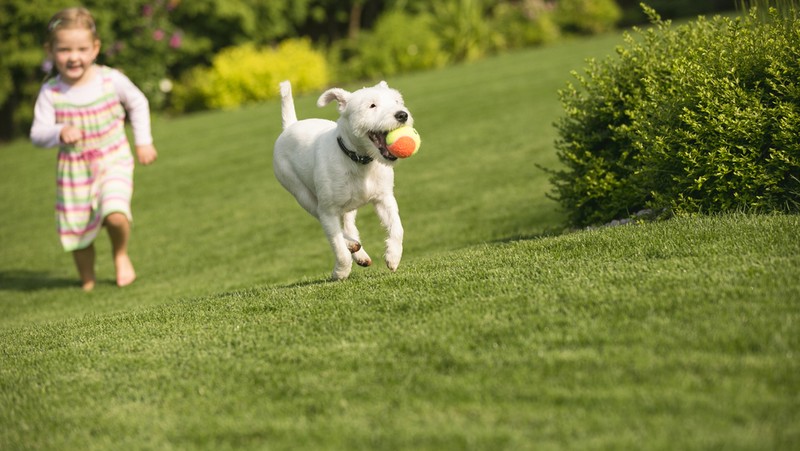 Littel Girl Chasing After Dog With Ball Lawn 800X451px LS