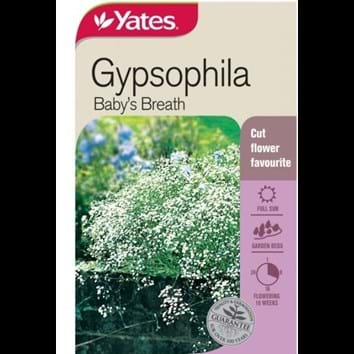 gypsophila-babys-breath