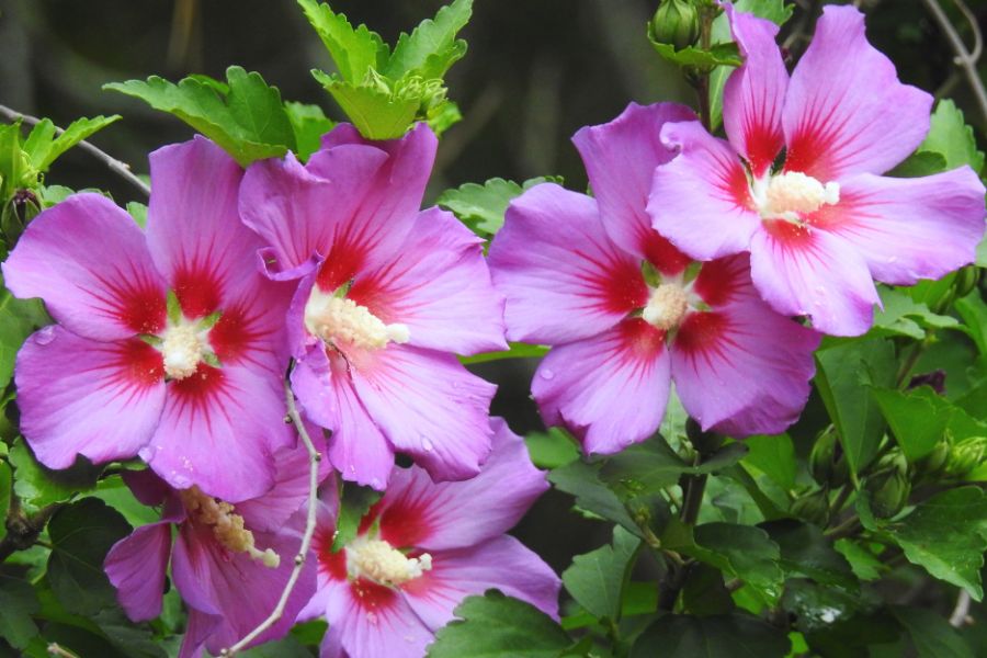 Close up of Hibiscus syriacus flowers